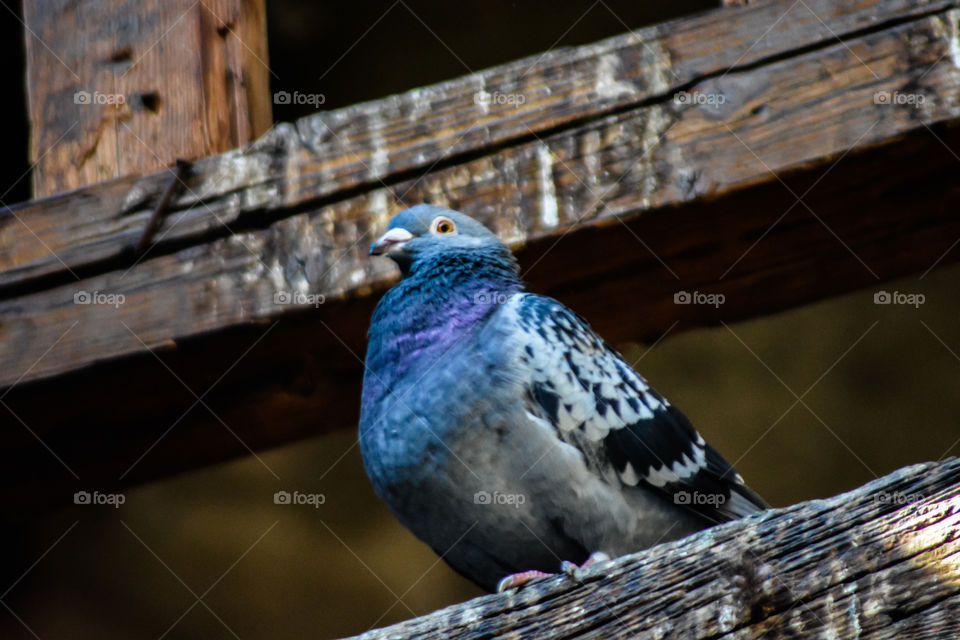 pigeon