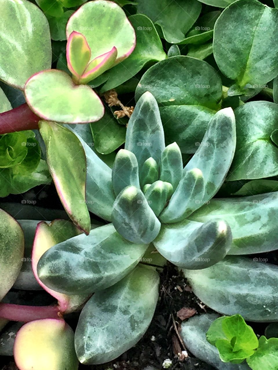 Green Succulents