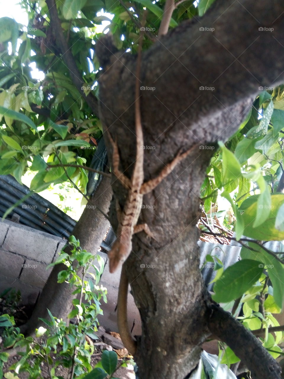 Tree, Wood, Nature, No Person, Jungle