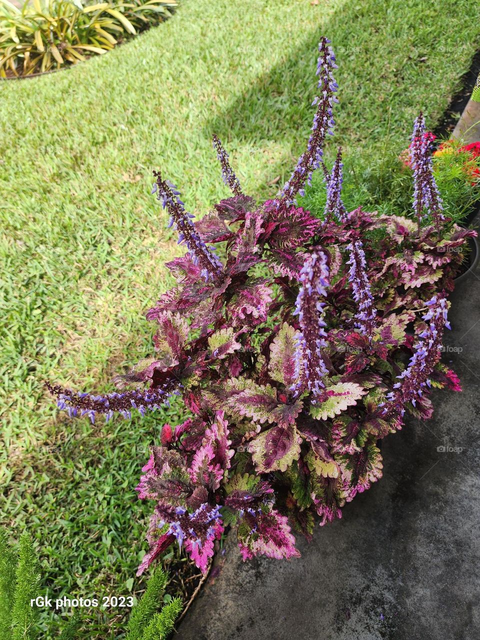 delicate variegated joseph"s coat