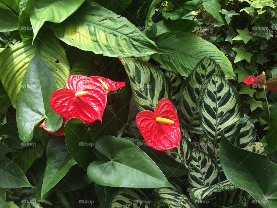 Leaf, No Person, Nature, Flora, Flower