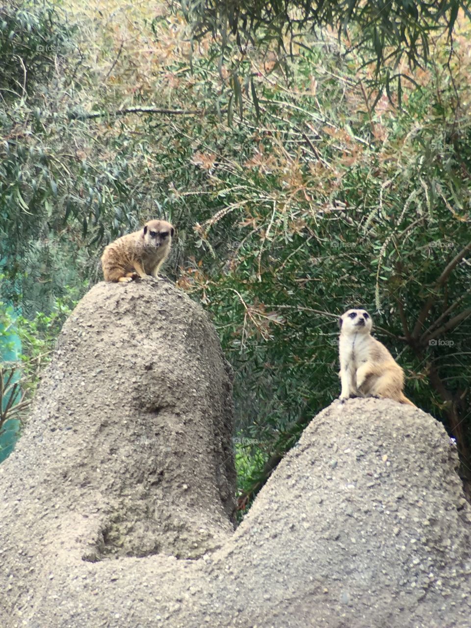 Meerkats