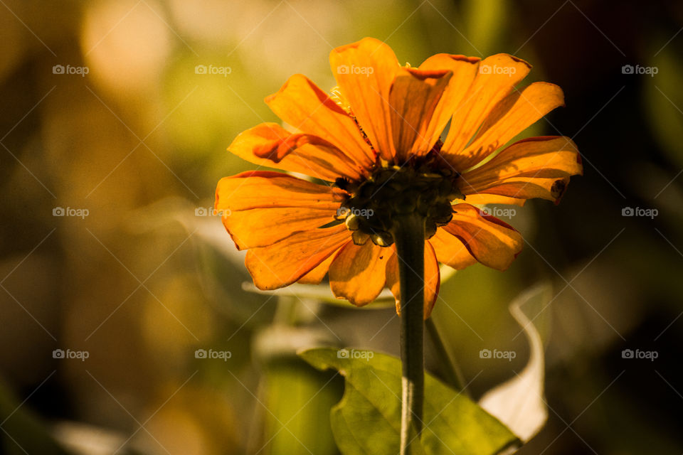 Orange flower in bloom