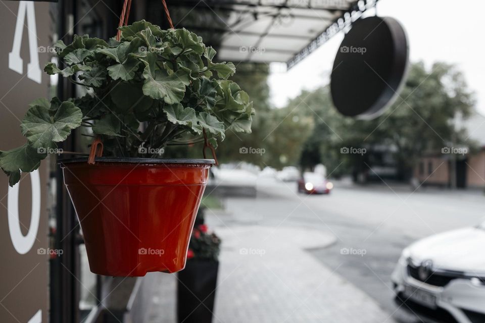 Red flower pot on street wall