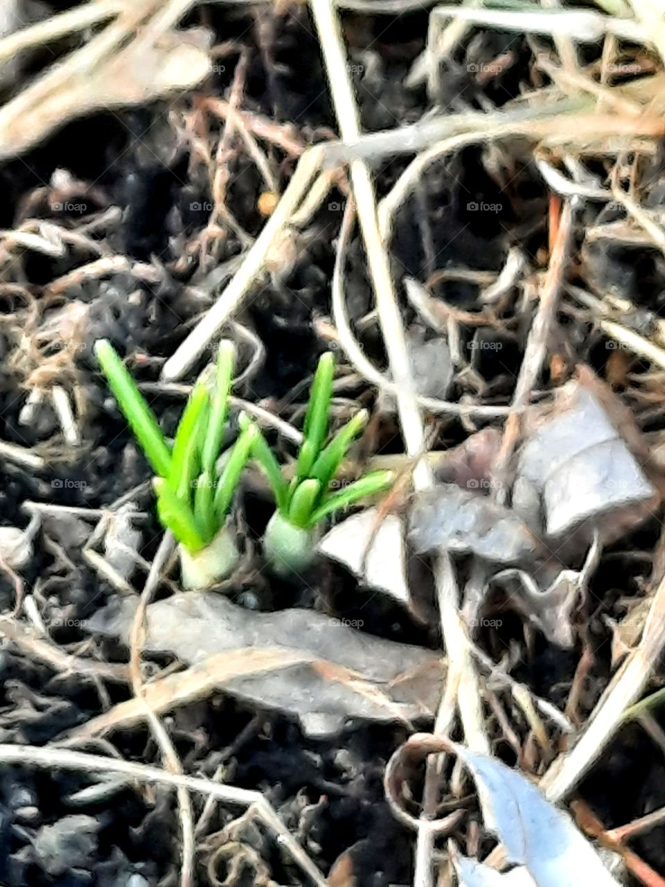 spring in the garden  - budding  leaves of crocus