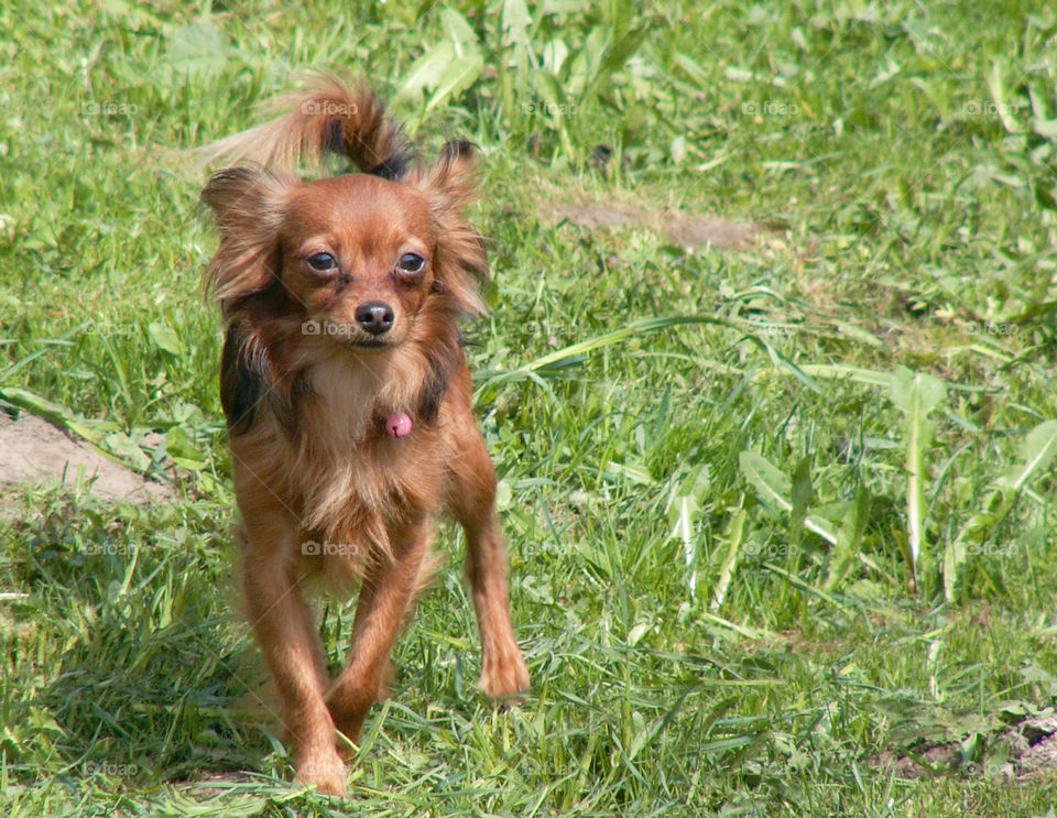 small brown dog of the Terrier