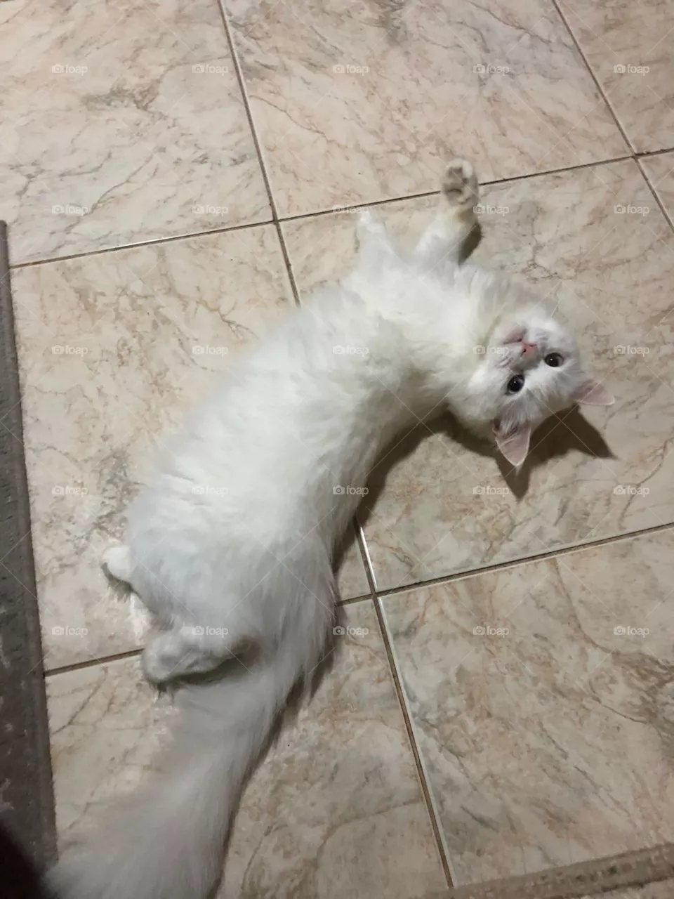 Cat surprised 