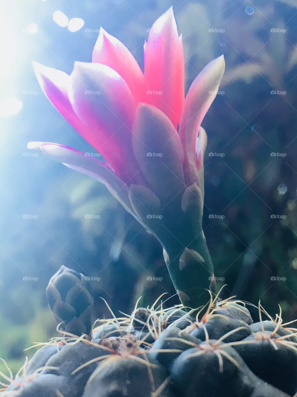 Cactus 