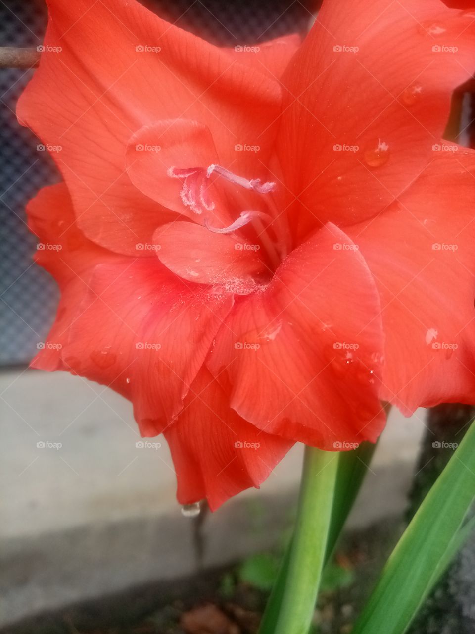 Red flower