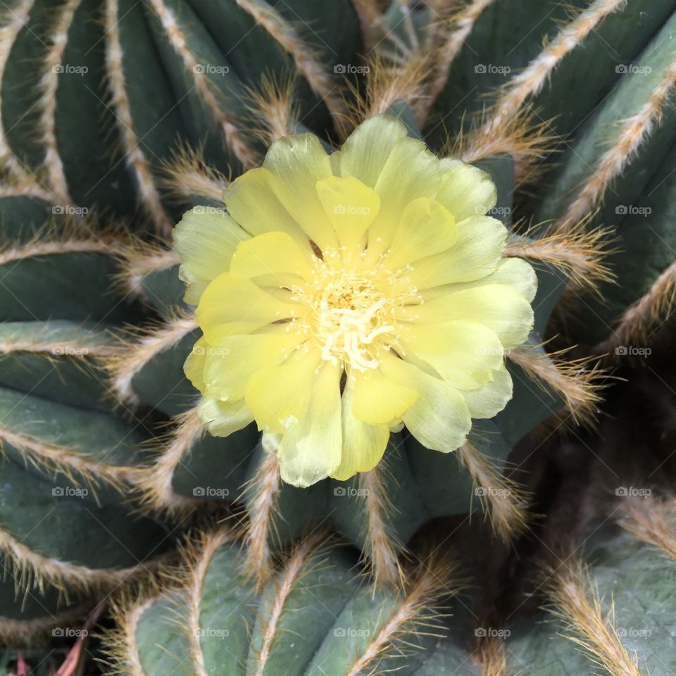 Yellow Cactus Flower 