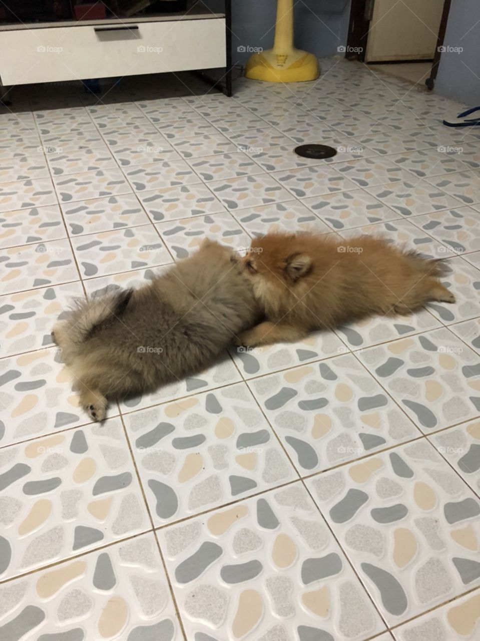 two naughty puppy "pomeranian" sitting comfortably turned their heads face to face.