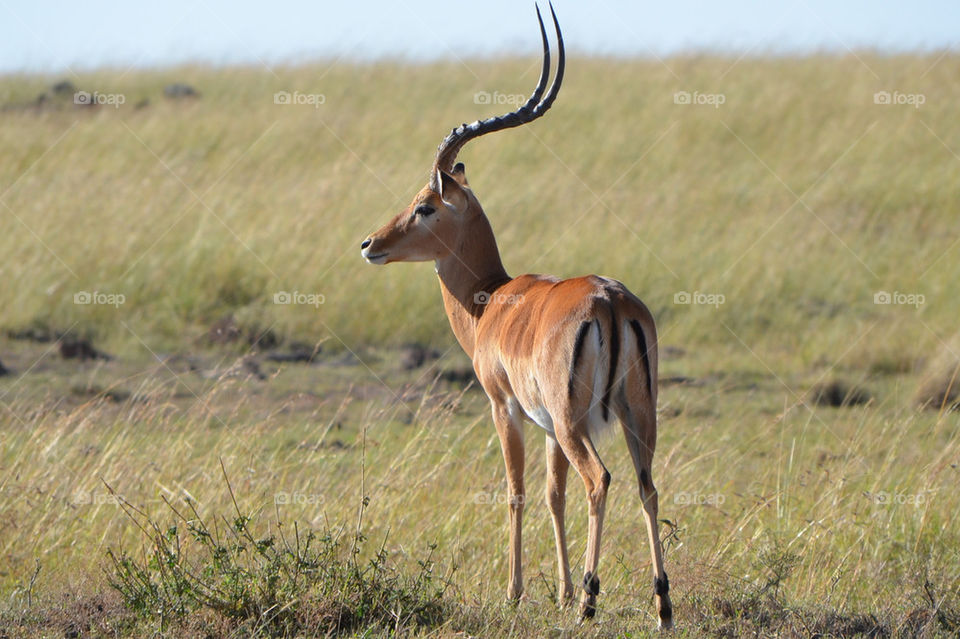 animals scenery kenya safari by hunter_dude99