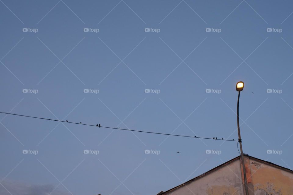 birds on power cable