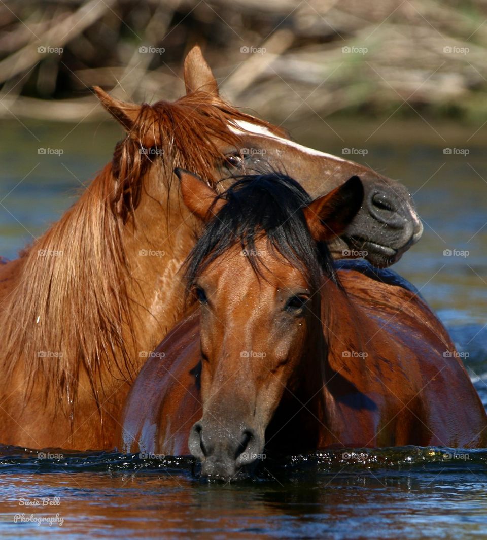 Affection Between Two Wild Horses