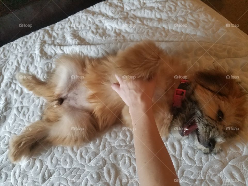 WASSUP IT'S MY NEW PUP🐶💕🐾🎀