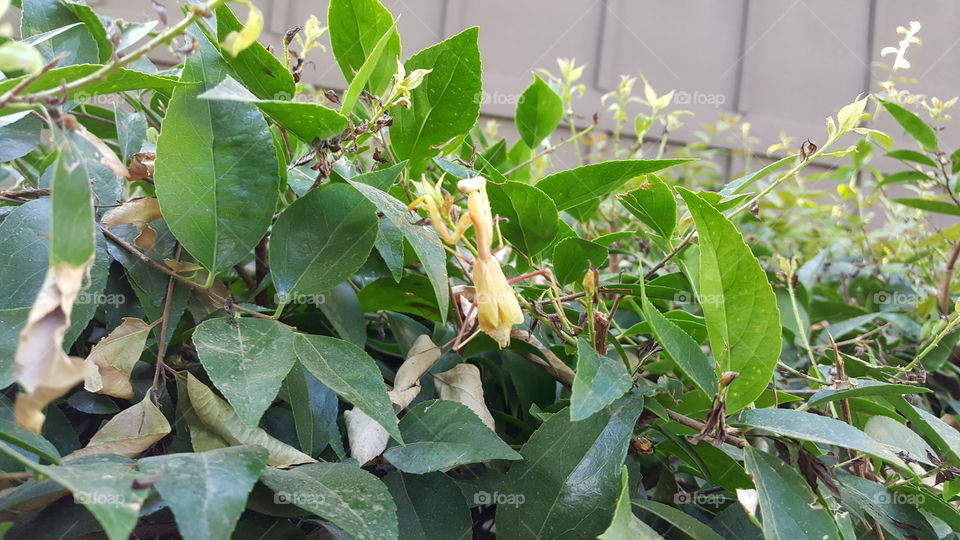 Yellow Mantis. Crawling on a bush.