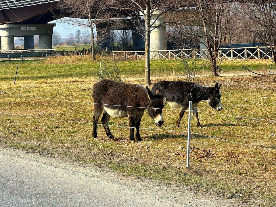 Animals.  Pets.  Two donkeys are walking on the grass near the highway