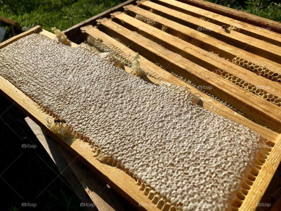 Capped Honey, Frame, Langsroth, Honey, bee, honeybee, bees, honeybees, wood, wooden, hive, frames