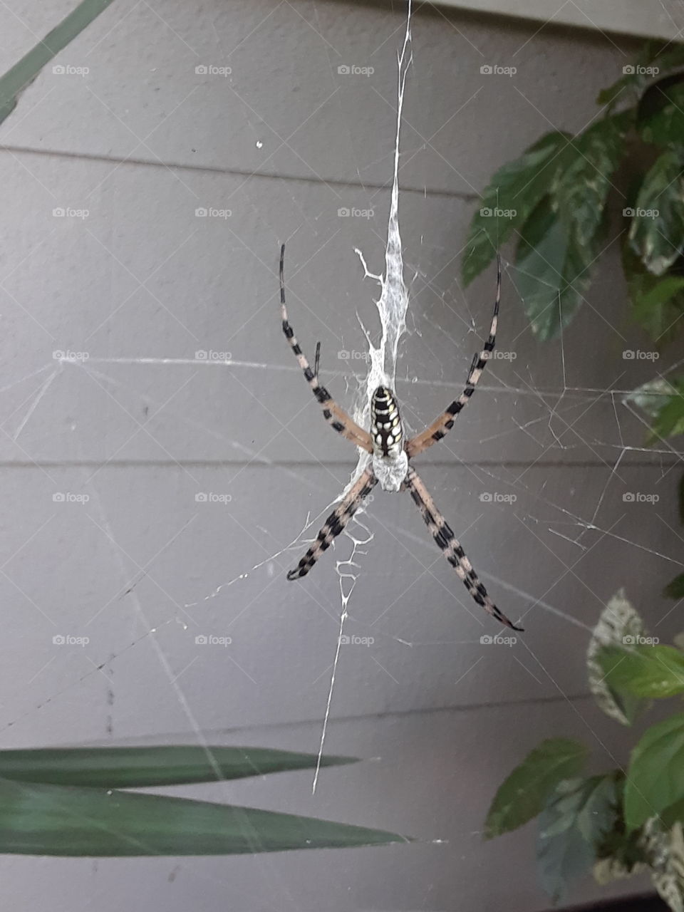 spider