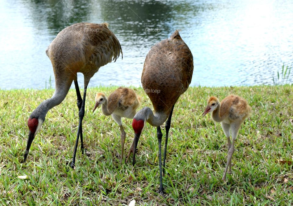 Crane family