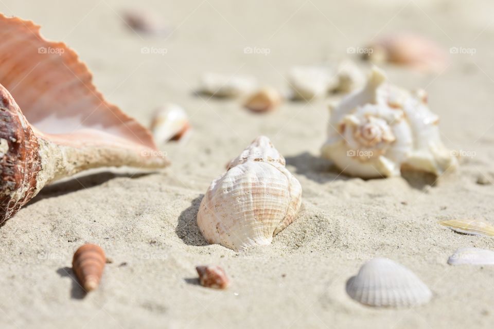 Sea shells