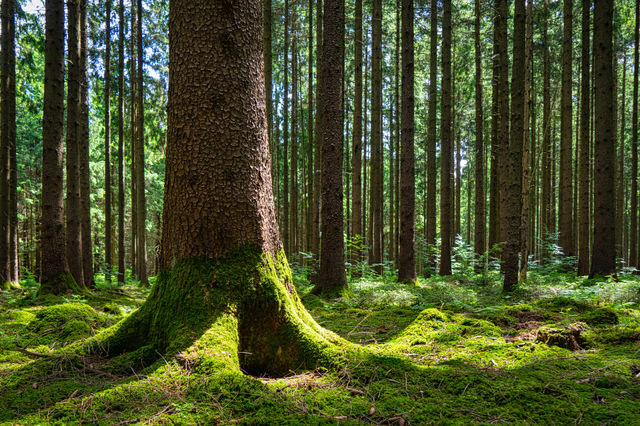 Arboles