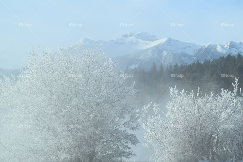 Frozen Forest of Canada