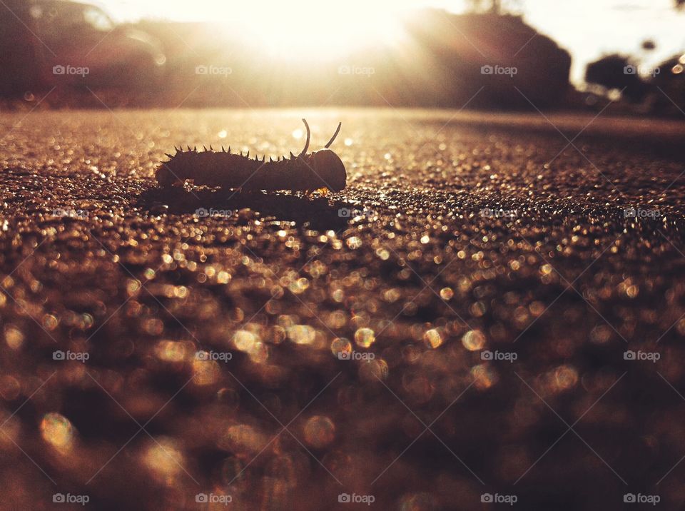 Caterpillar enjoying sunset