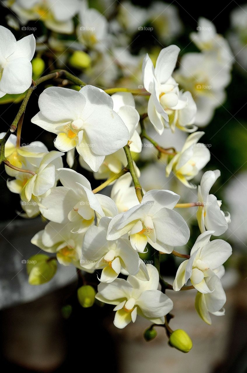 White orchid