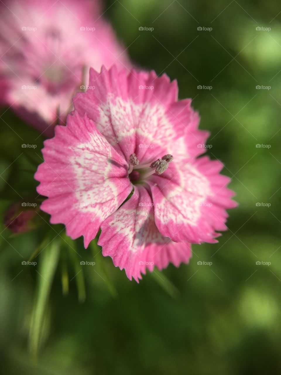 Light Pink Sweet William 