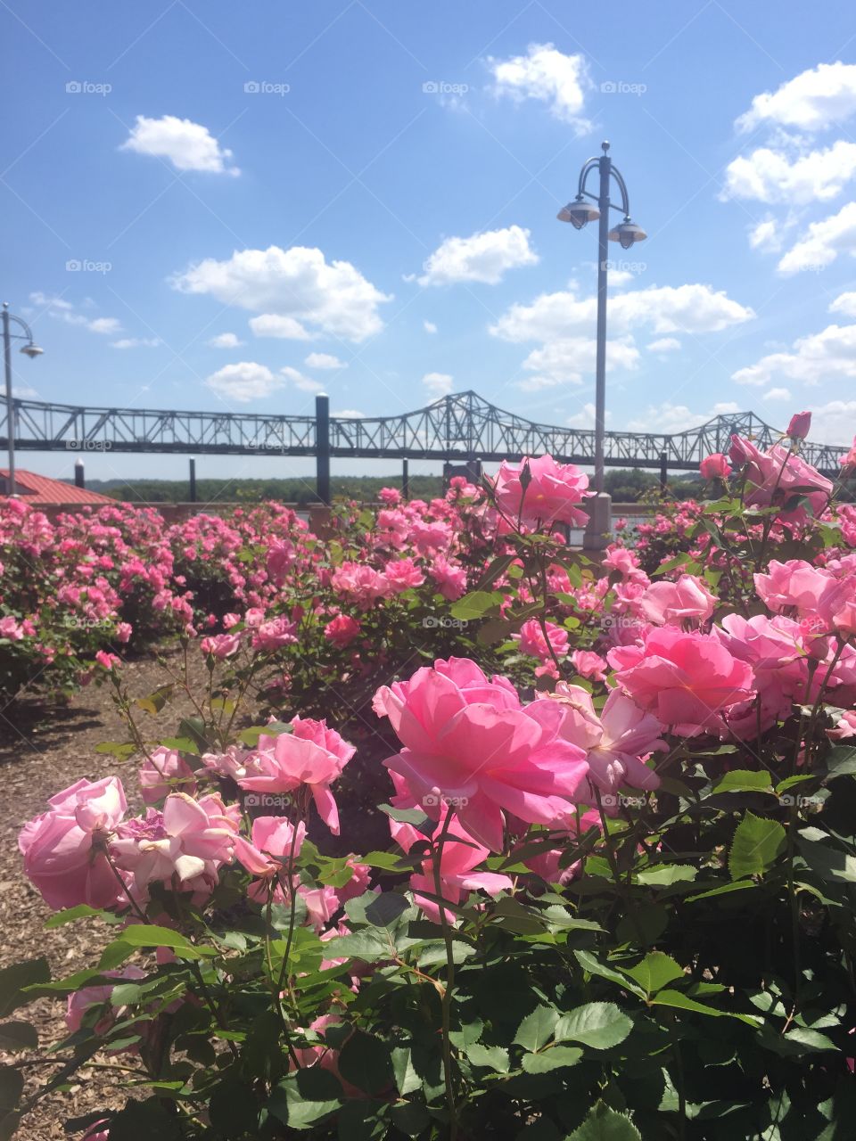 Pink rose garden along river walk in Peoria, Illinois with steel bridge and lamppost in background 