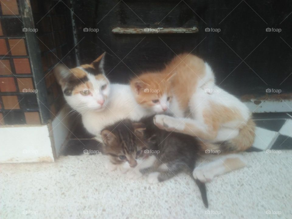 Beautiful cat with its baby cats