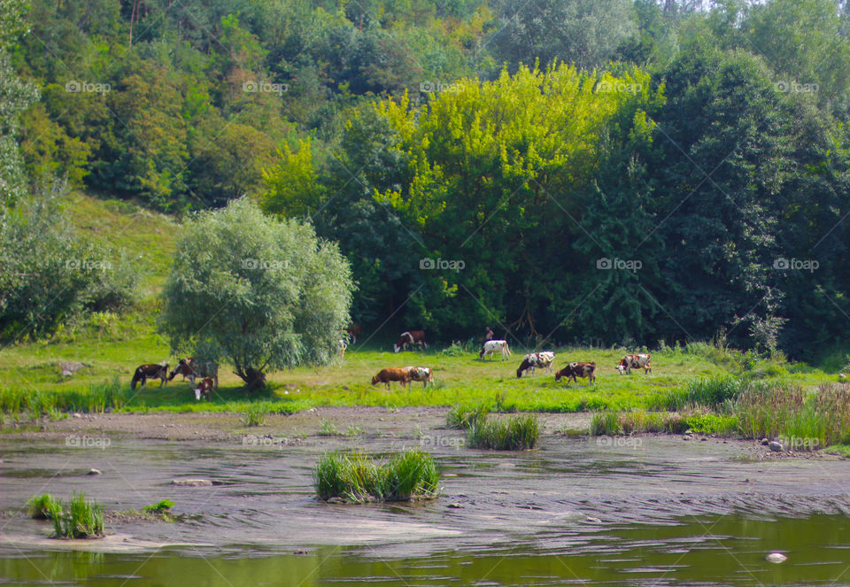 Cows eating