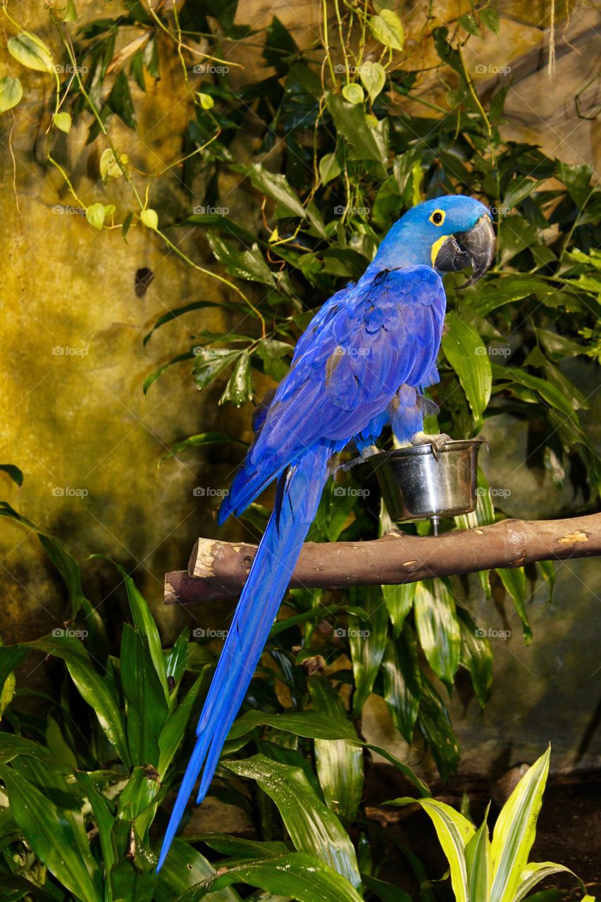 big blue bird nature