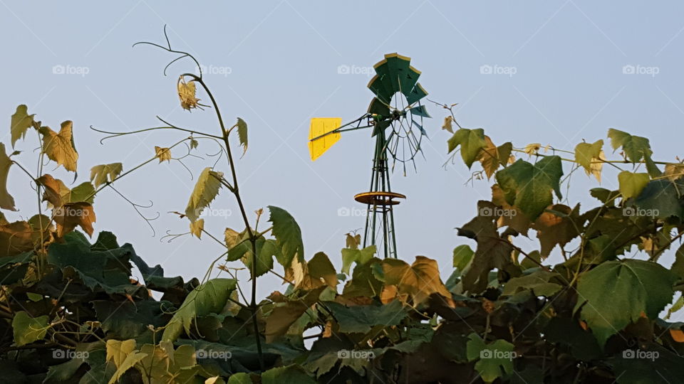 Leaf, Flora, Nature, Tree, Flower