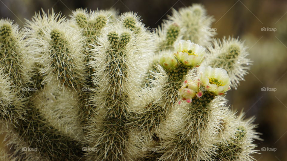 Cholla Cactus