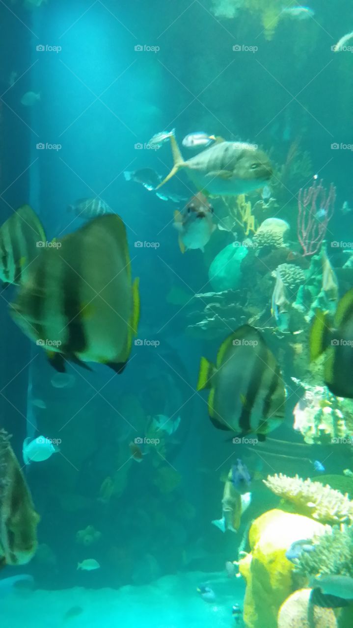 Aquarium Fish Wallpaper Photo