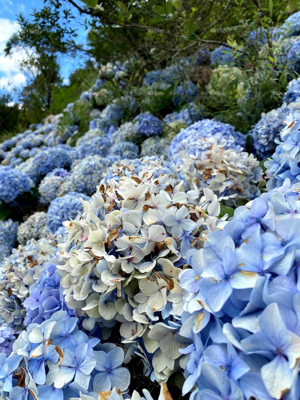 plants and flowers