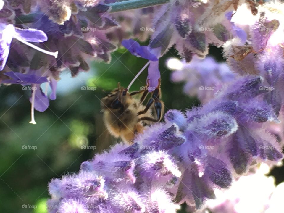 A bee   working on a purple flower.