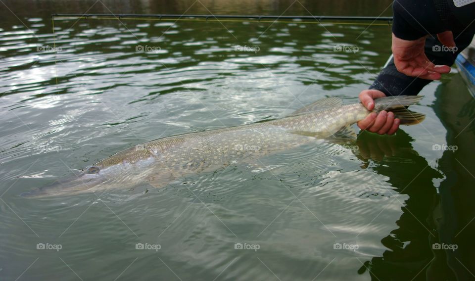 Release of a pike back to water. A sportsfisherman releases unharmed pike back to the water after it was caught in spring Fishing season in the Baltic Sea in Finland. 