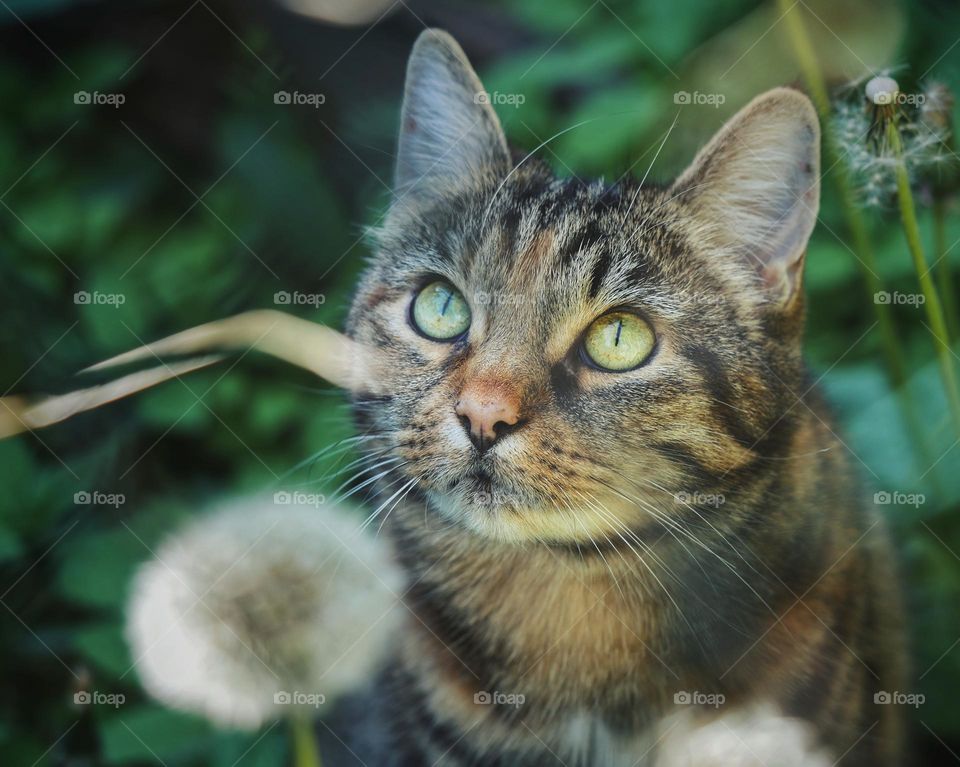 Portrait of tabby cat