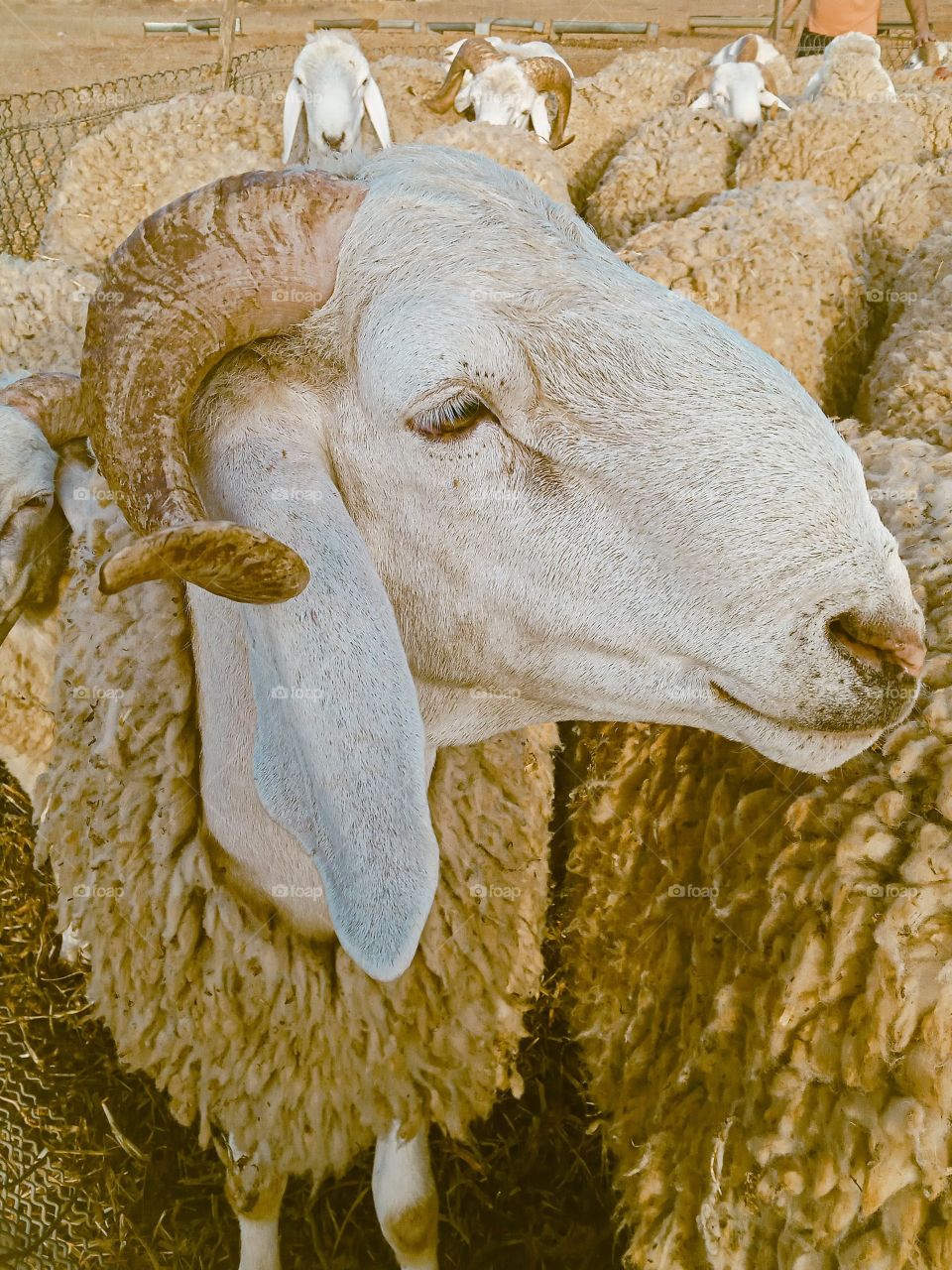 close-up of a sheep