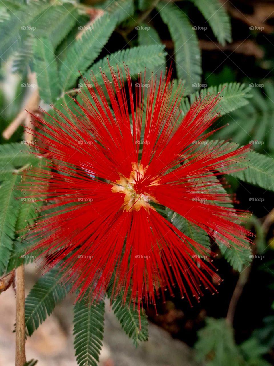 Calliandra Tweedia Flower