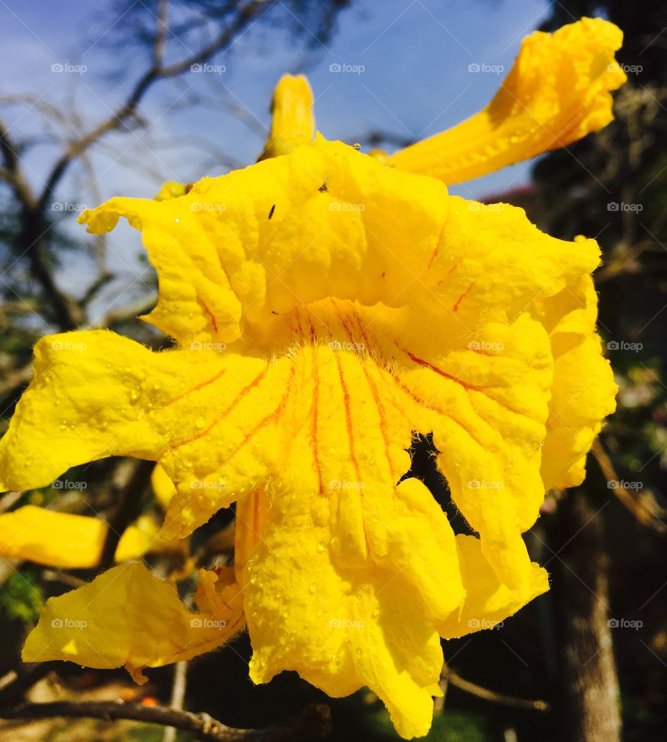 🌹 🇺🇸 Very beautiful flowers to brighten our day.  Live nature and its beauty. Did you like the delicate petals? / 🇧🇷 Flores muito bonitas para alegrar nosso dia. Viva a natureza e sua beleza. Gostaram das pétalas delicadas? 