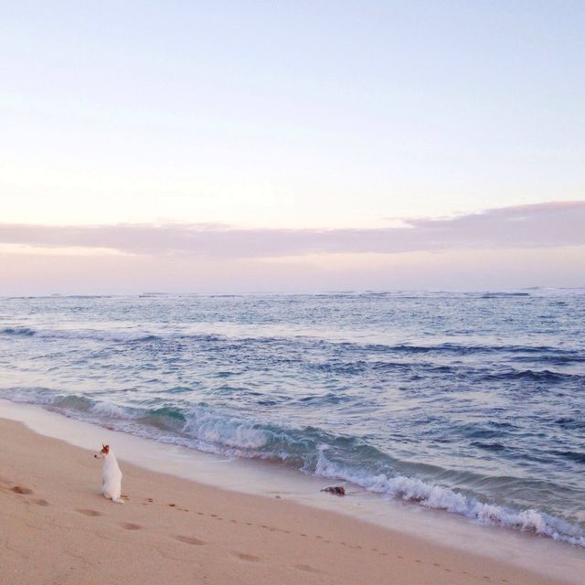White dog on a beach