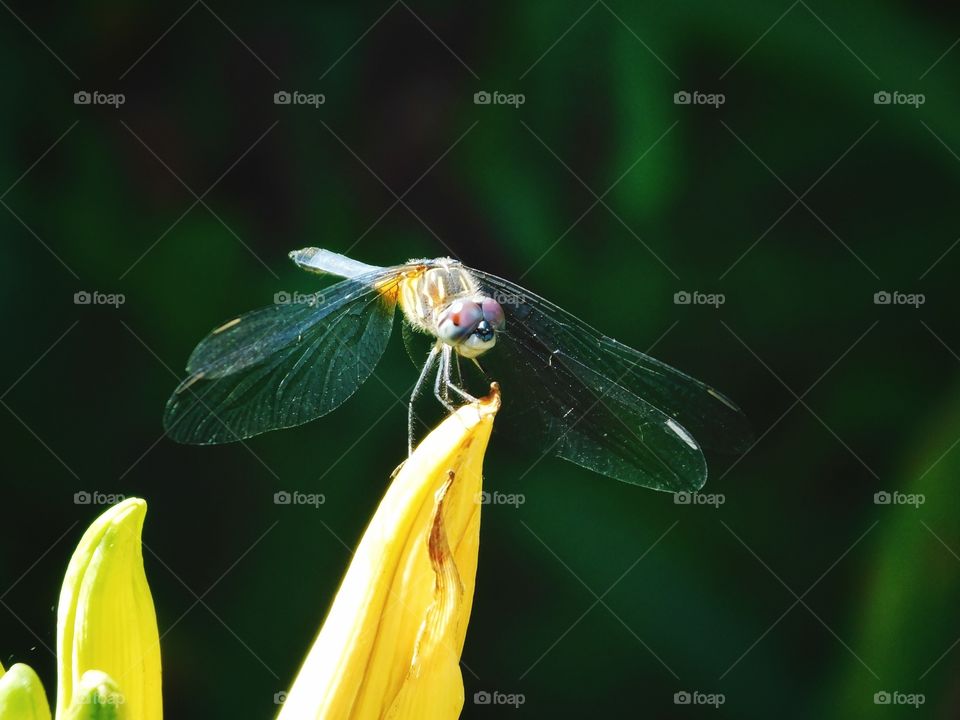 Dragonfly enjoying the weather on one of my lilies 