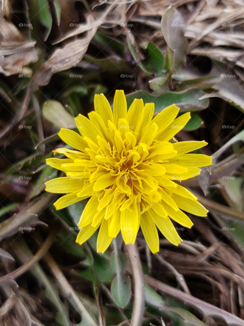 first flower this spring