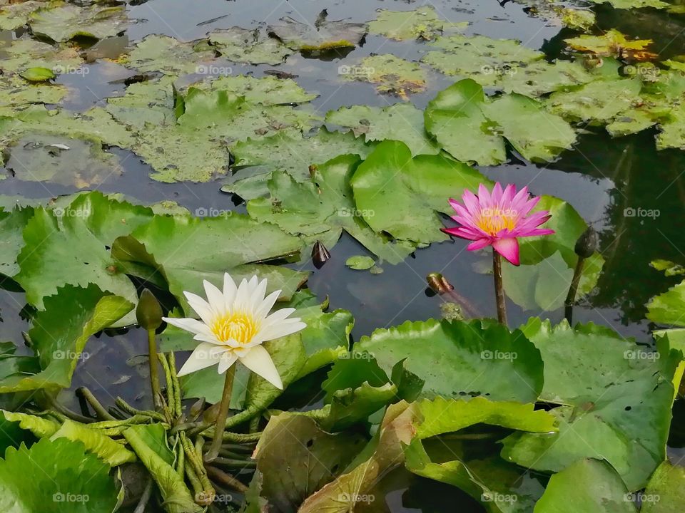 Waterlilies in the natural pond. Beauty in nature.