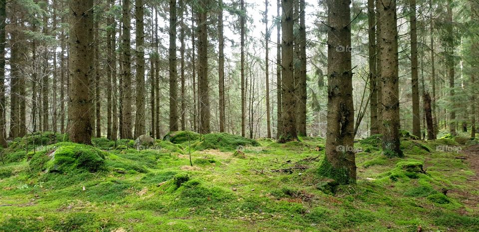 Forest with green moss