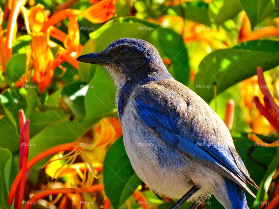 California Scrub Jay